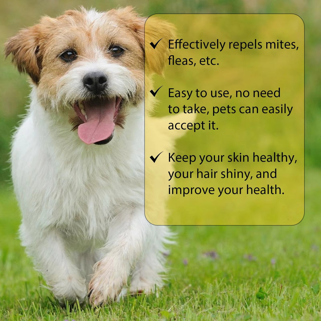 Effective Cat Anti-Flea Drops - External Insect Repellent for Skin Itching Relief